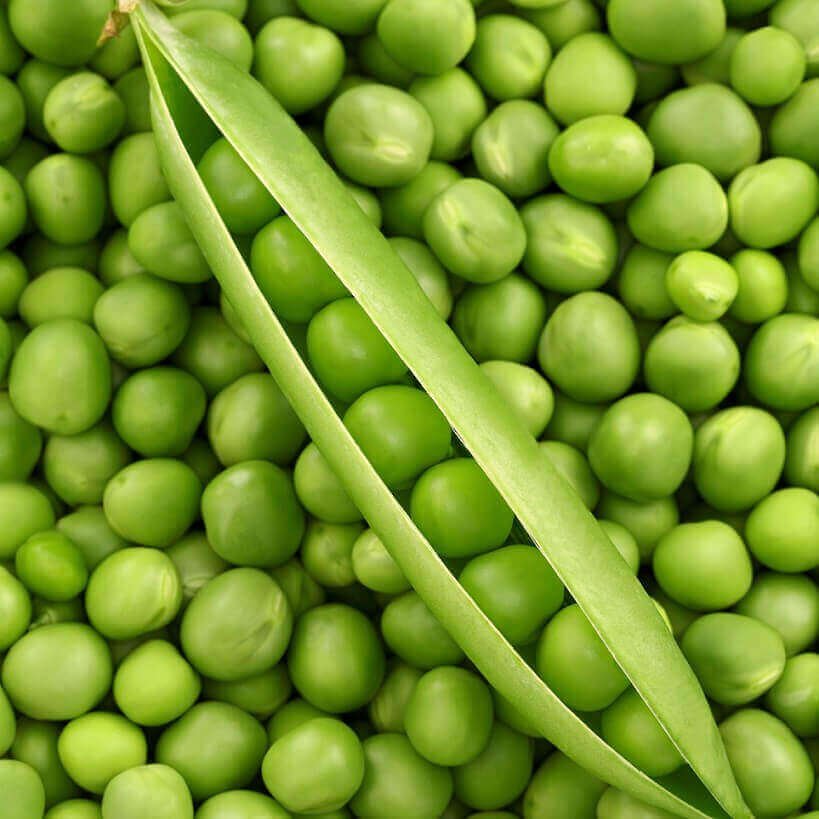 Pea Green Arrow - Ontario Seed Company