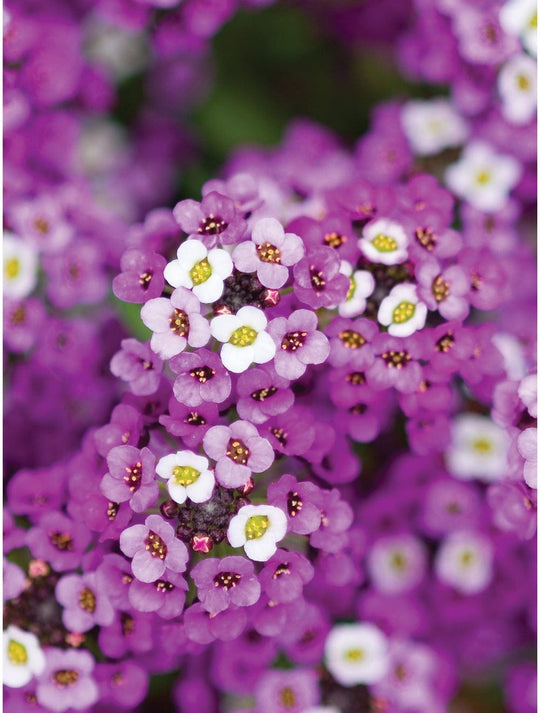 Alyssum Royal Carpet - Burpee Seeds