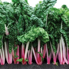 Swiss Chard Peppermint - Ontario Seed Company