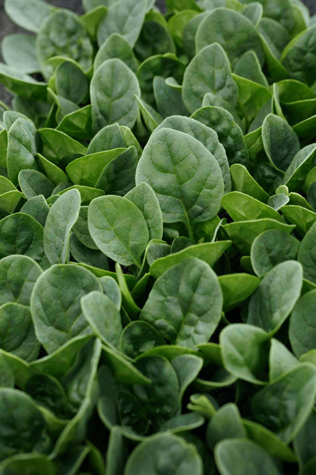 Spinach Countryside - Ontario Seed Company