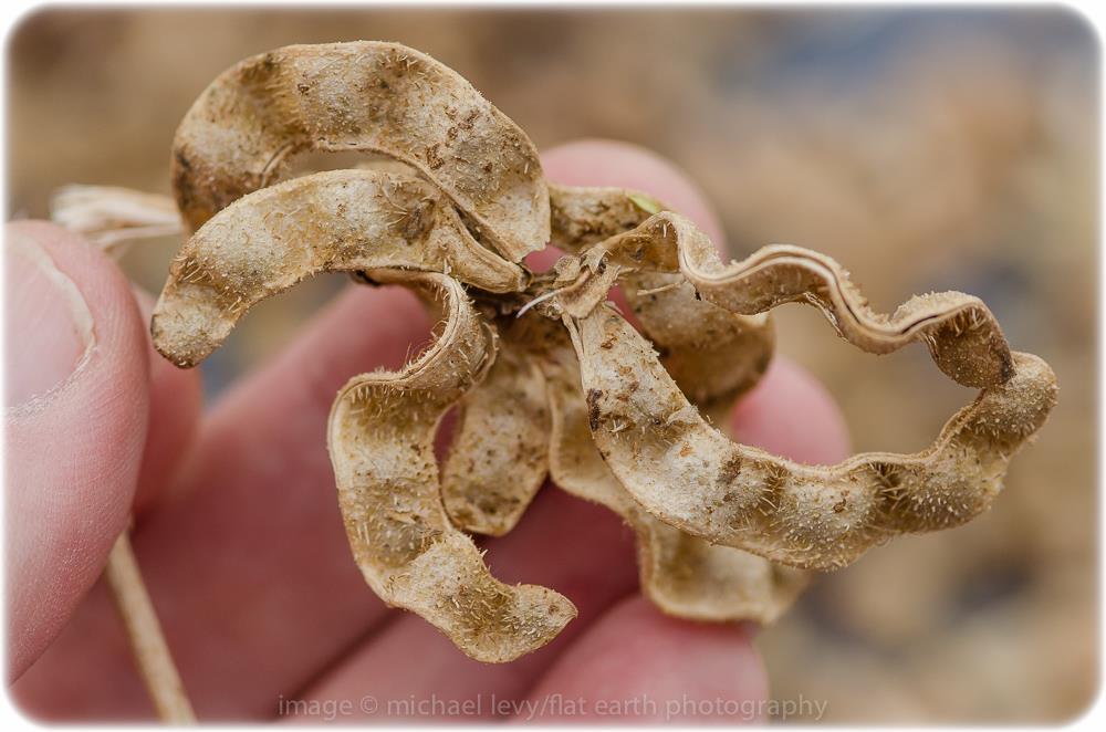 Licorice (Glycyrrhiza glabra) - Salt Spring Seeds