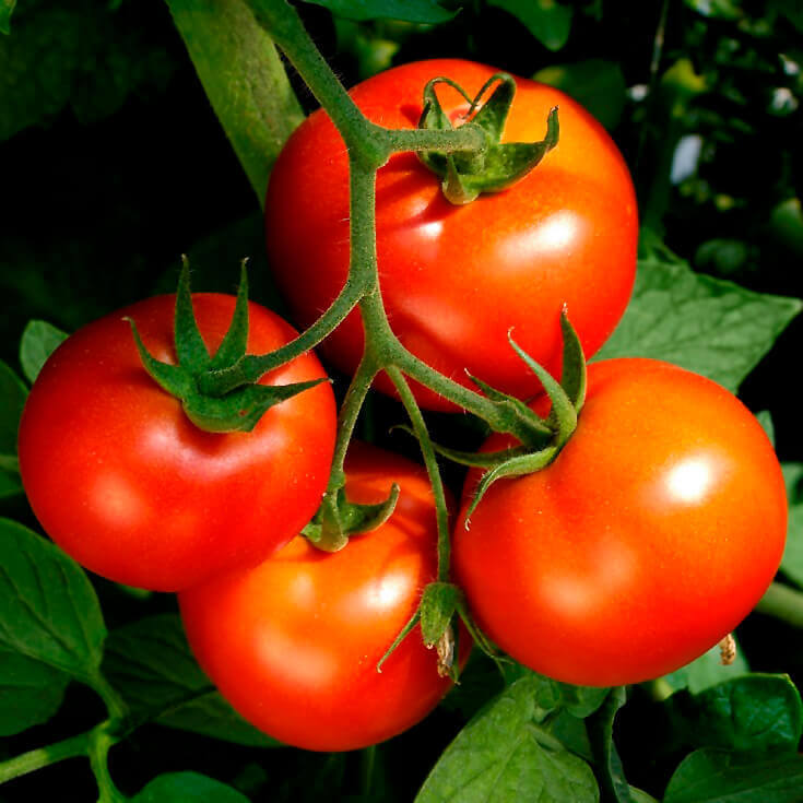 Tomato Celebrity Hybrid - Ontario Seed Company