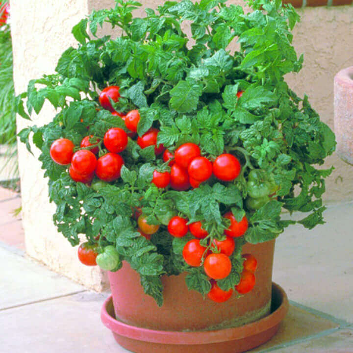 Tomato Patio Hybrid - Ontario Seed Company