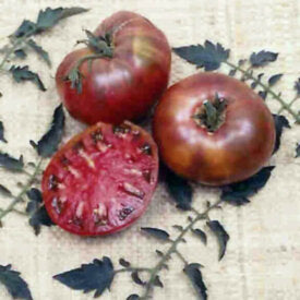 Tomato Cherokee Purple - Ontario Seed Company
