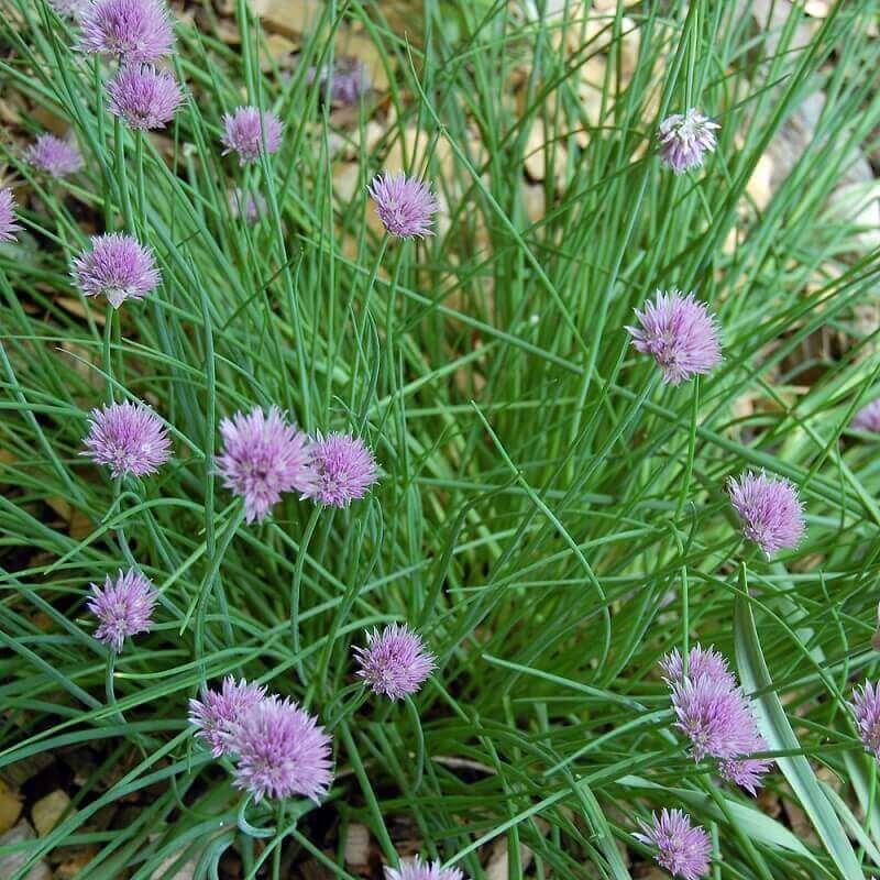 Chives - Ontario Seed Company