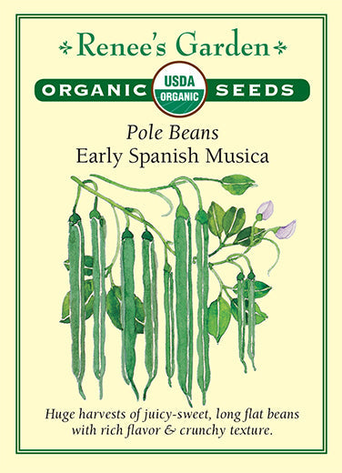 Organic Bean Early Spanish Musica - Renee's Garden