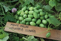 Cucumber Mouse Melon - Salt Spring Seeds