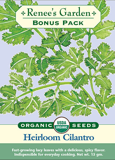 Organic Heirloom Cilantro Bonus Pack - Renee's Garden