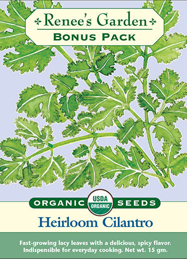 Organic Heirloom Cilantro Bonus Pack - Renee's Garden