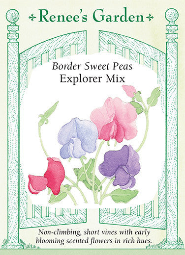 Sweet Pea Explorer - Renee's Garden