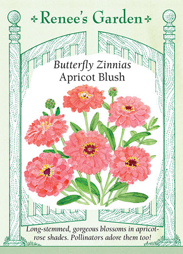 Zinnia Apricot Blush - Renee's Garden