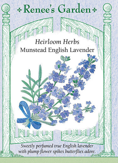 Lavender Munstead English - Renee's Garden