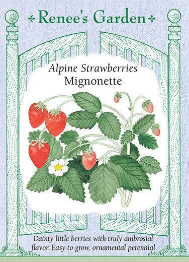 Strawberry Mignonette - Renee's Garden