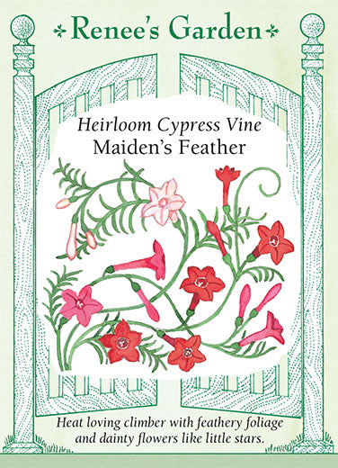 Cypress Vine Maiden Feather - Renee's Garden