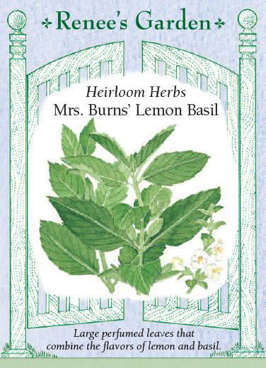 Basil Mrs. Burns' Lemon - Renee's Garden