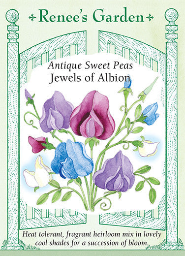 Sweet Pea Jewels of Albion - Renee's Garden