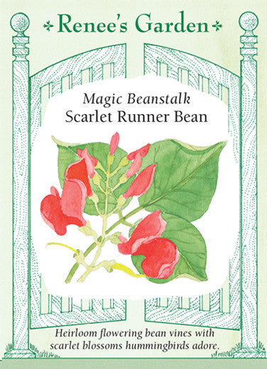 Bean Scarlet Runner - Renee's Garden