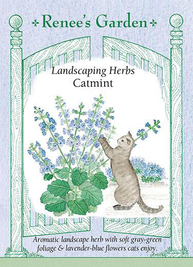 Catmint - Renee's Garden