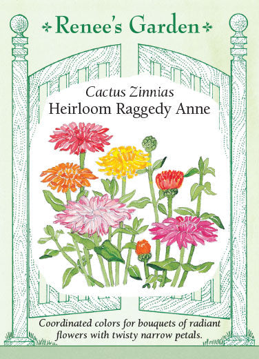 Zinnia Heirloom Raggedy Anne - Renee's Garden