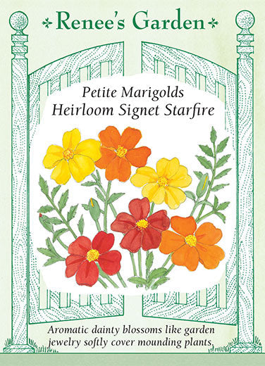 Marigold Heirloom Signet Starfire - Renee's Garden