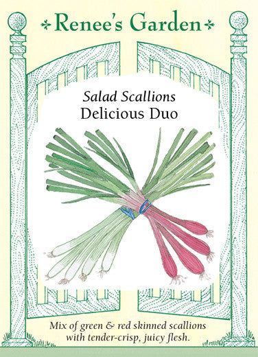 Scallions Delicious Duo - Renee's Garden