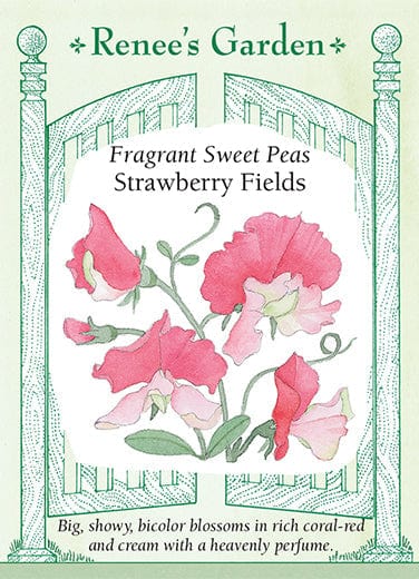 Sweet Pea Strawberry Fields - Renee's Garden Seeds