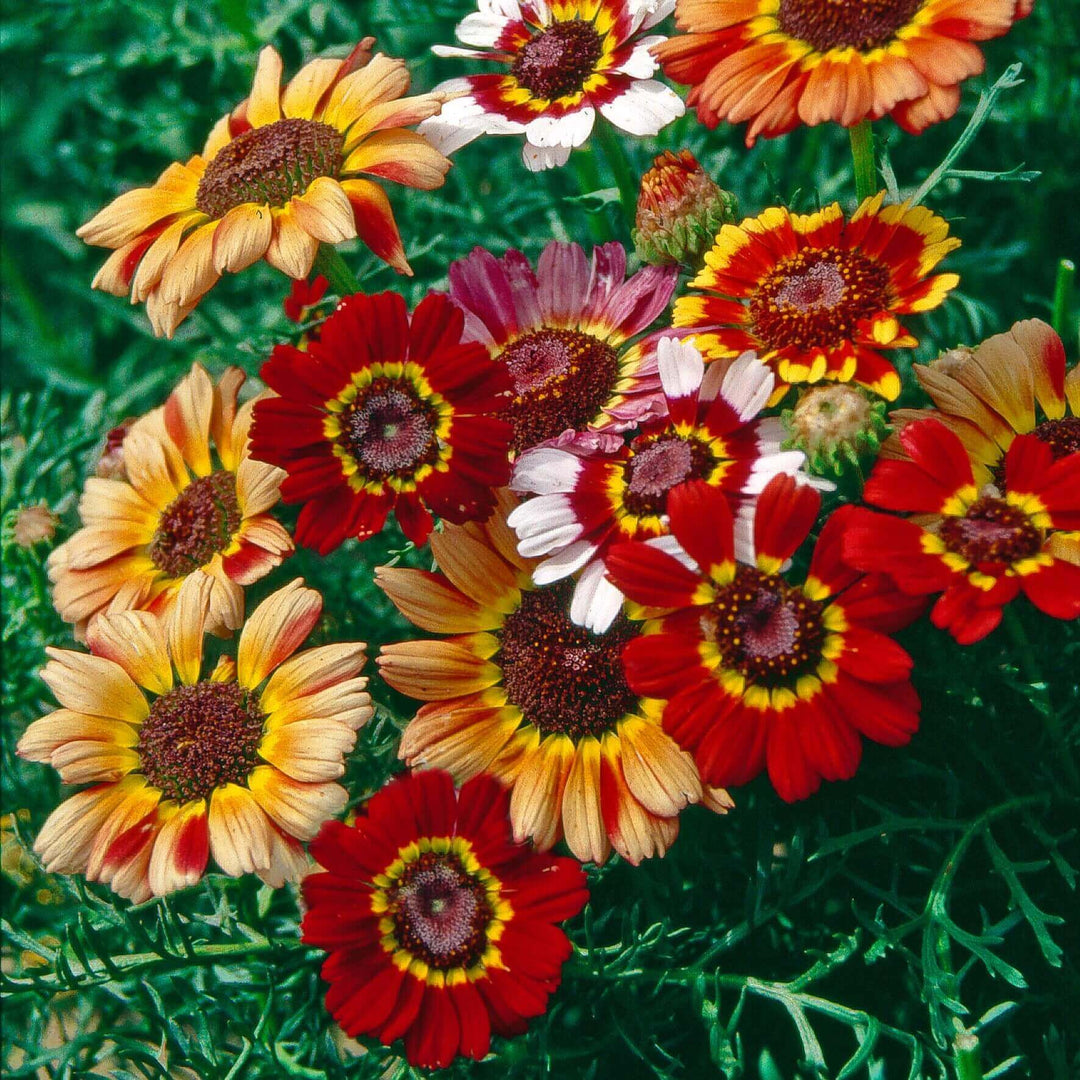Chrysanthemum Formula Mix - Ontario Seed Company