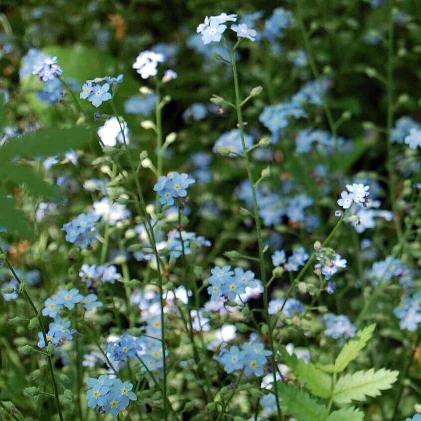 Forget Me Not Cynoglossum - Ontario Seed Company