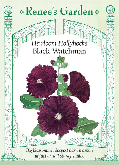 Hollyhock Black Watchman - Renee's Garden