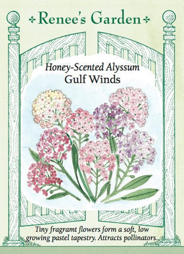 Alyssum Gulf Wind - Renee's Garden Seeds