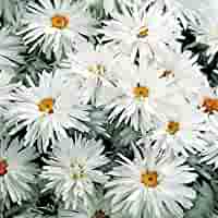 Shasta Daisy Crazy Daisy - Ontario Seed Company