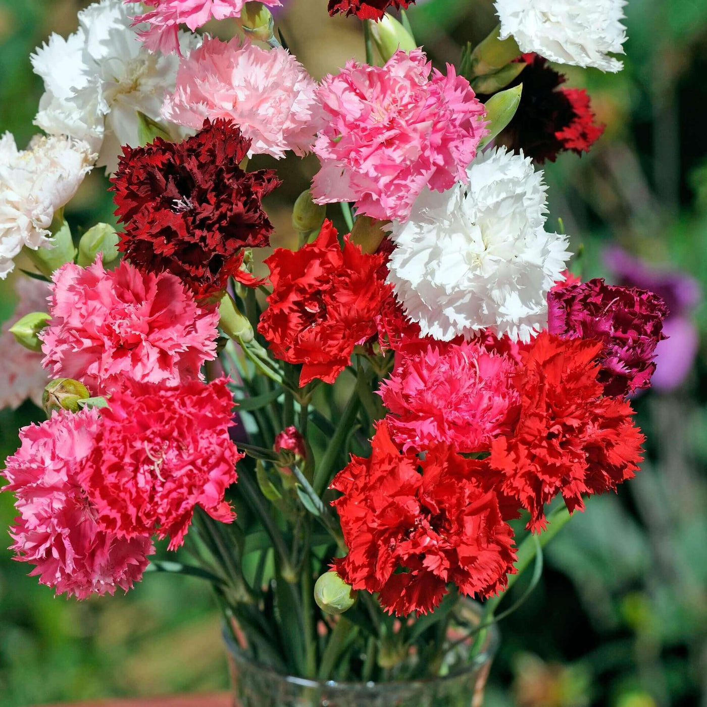 Dianthus Chinensis Double Mix - Ontario Seed Company