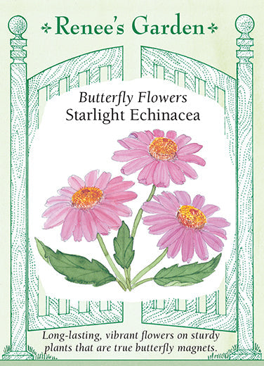 Echinacea Starlight - Renee's Garden