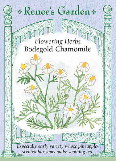 Chamomile Bodegold - Renee's Garden