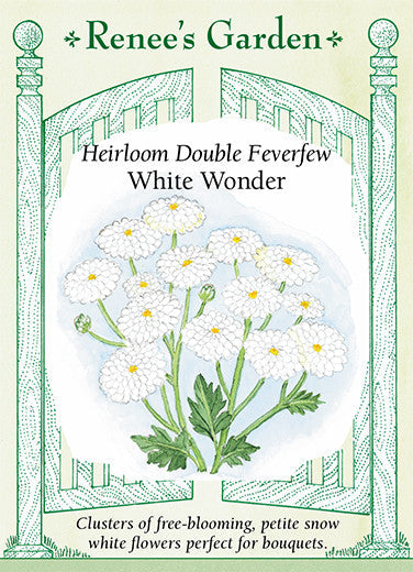 Feverfew White Wonder - Renee's Garden