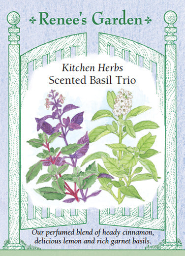 Basil Scented Trio - Renee's Garden