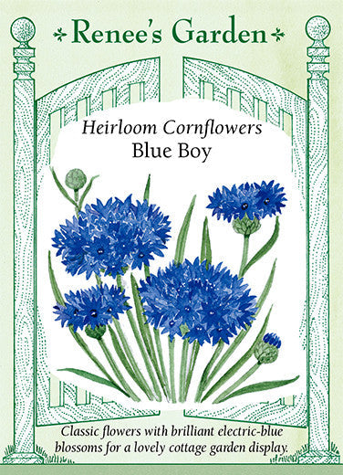 Cornflowers Blue Boy - Renee's Garden