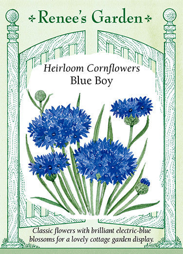 Cornflowers Blue Boy - Renee's Garden
