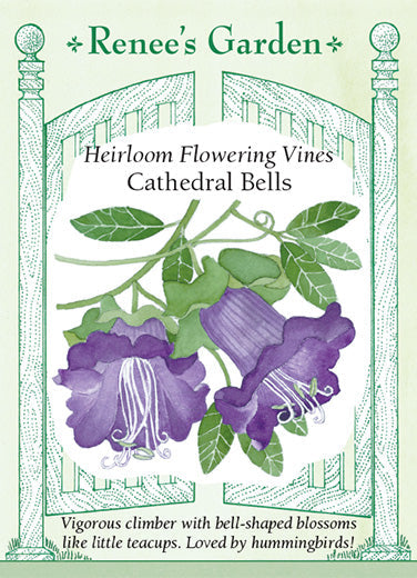 Renee's Garden Cathedral Bells Flower Seeds - Thumbnail 4
