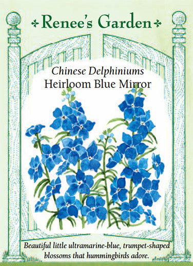 Delphinium Blue Mirror - Renee`s Garden