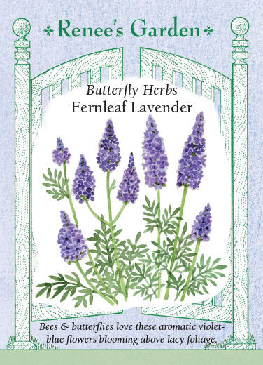 Lavender Fernleaf - Renee's Garden