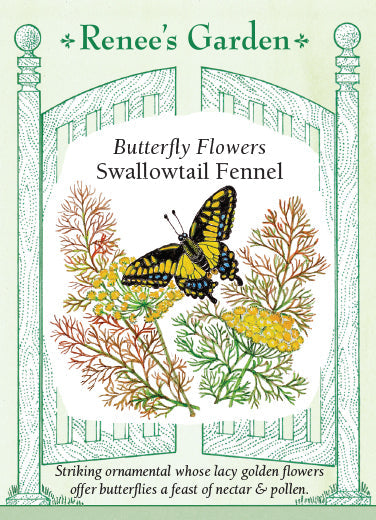 Fennel Swallowtail - Renee's Garden