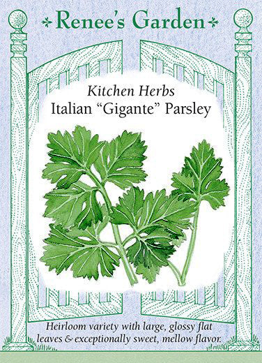 Parsley Italian “Gigante” - Renee's Garden