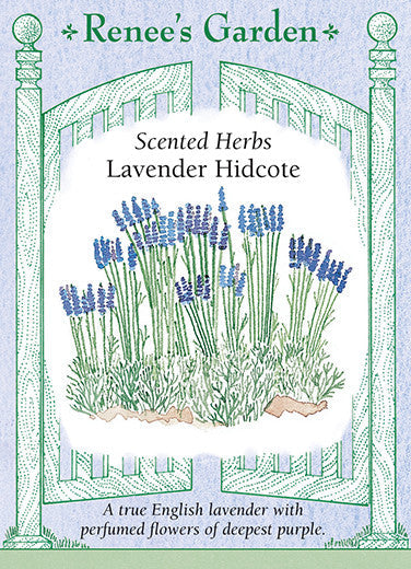 Lavender Hidcote - Renee's Garden