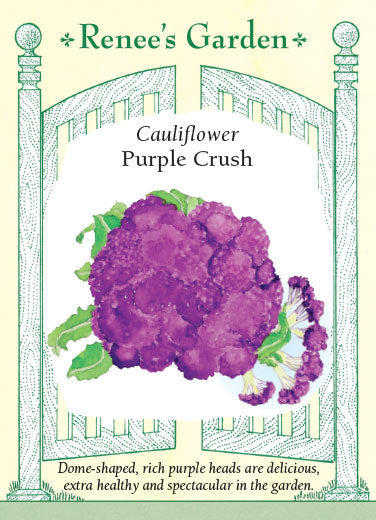 Cauliflower Purple Crush - Renee's Garden