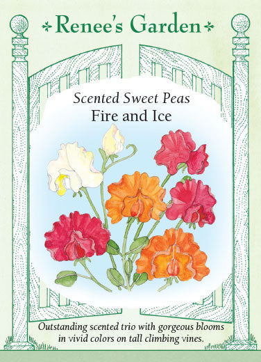 Sweet Pea Fire & Ice - Renee's Garden