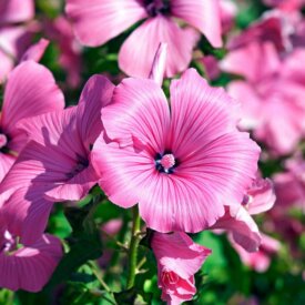 Rose Mallow Loveliness - Ontario Seed Company