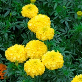 Marigold Yellow Treasure - Ontario Seed Company