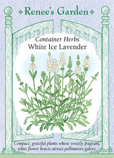 Lavender White Ice - Renee's Garden