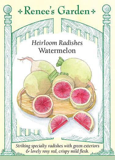 Radish Watermelon - Renee's Garden
